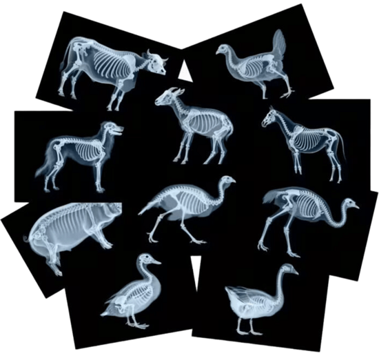 OLI & MONTESSORI X-Ray Image Set for Exploring Pets – Educational Material for Light Tables